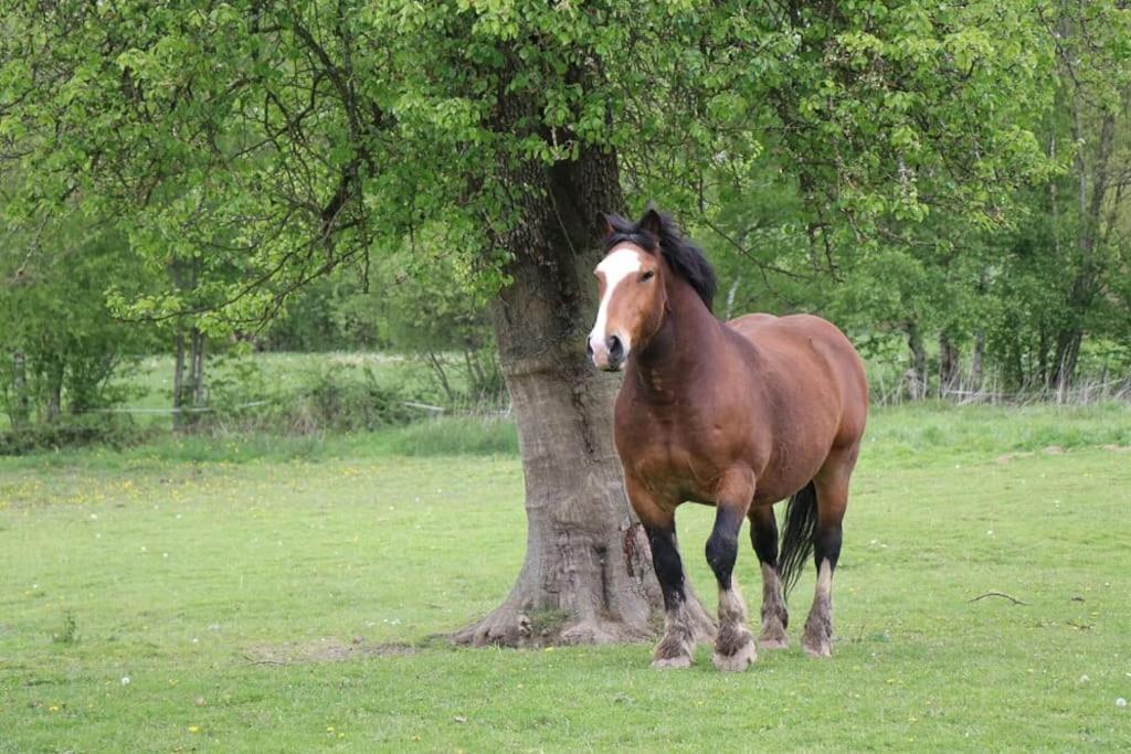 Gite : La Cochetiere : Ancienne Ferme 18Eme Βίλα Le Grais Εξωτερικό φωτογραφία